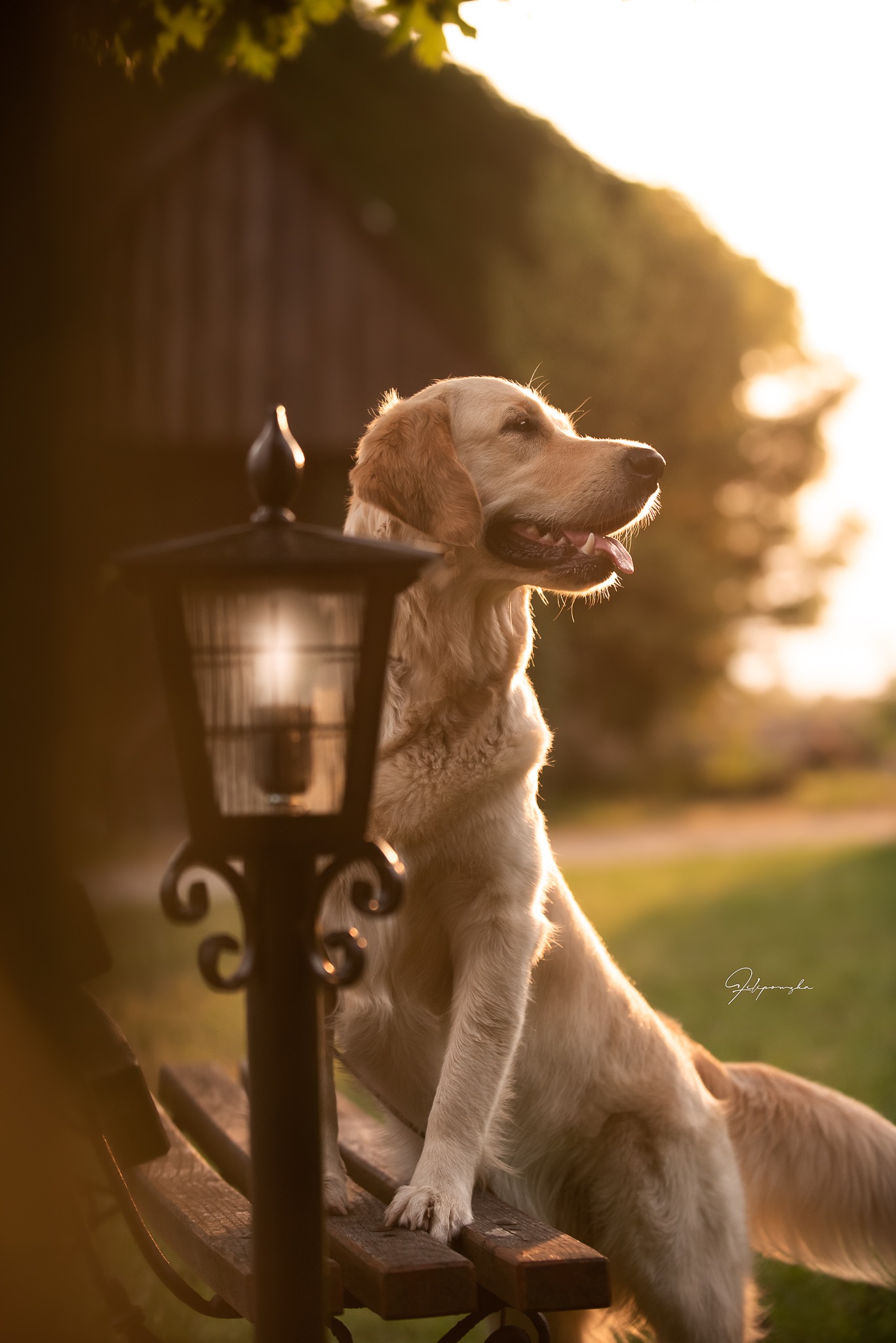 Goldenka