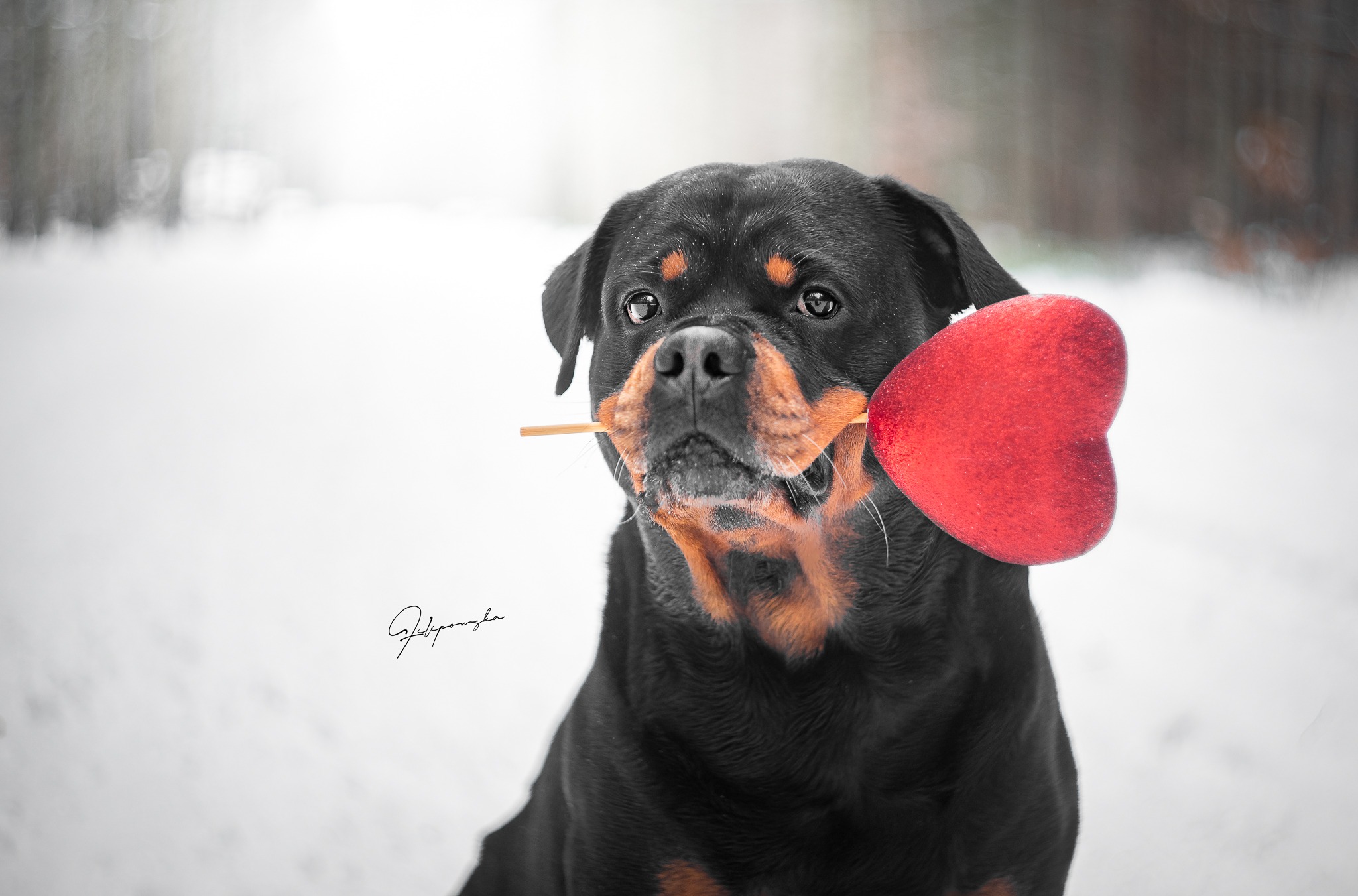 Odie
