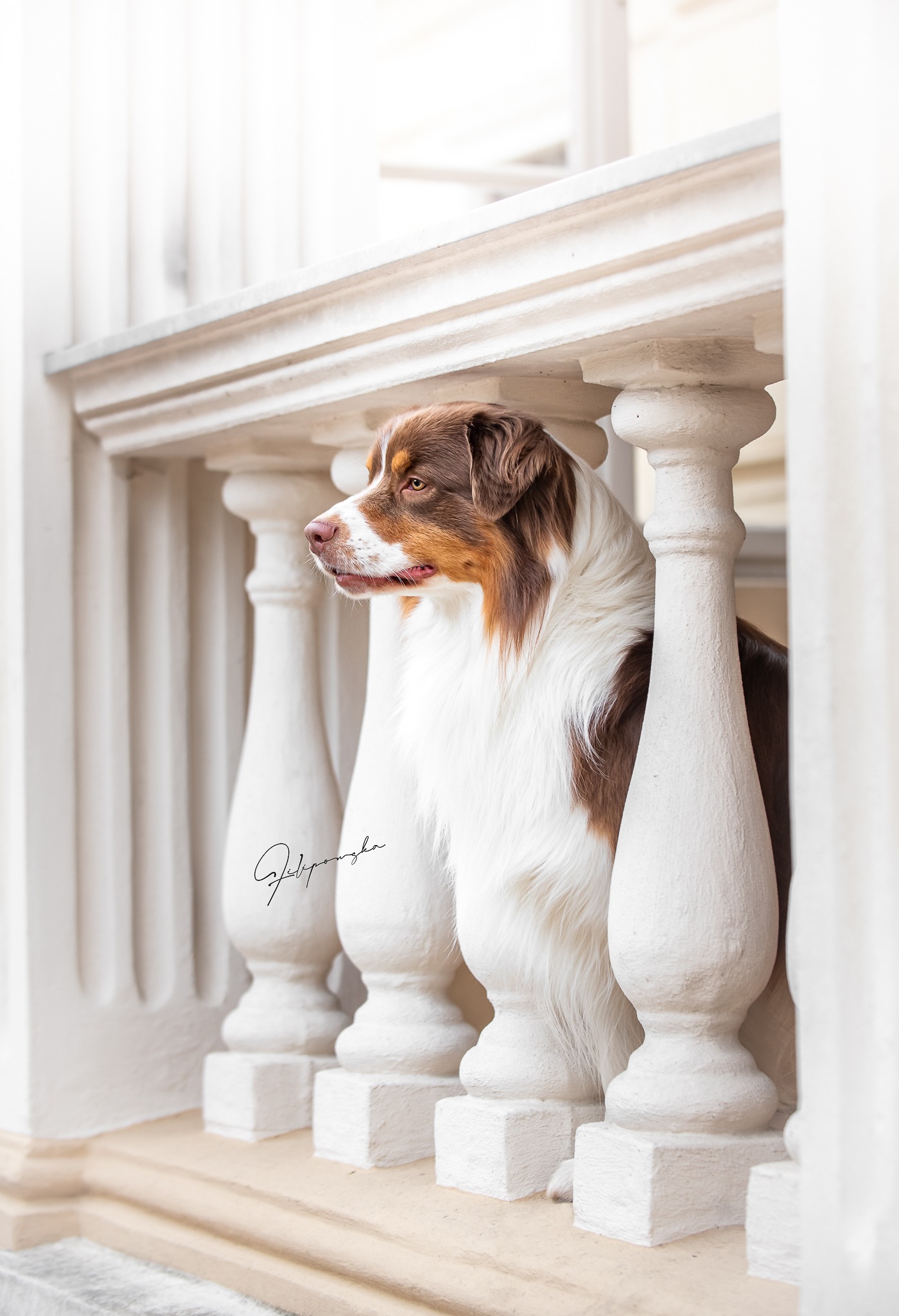 Cody