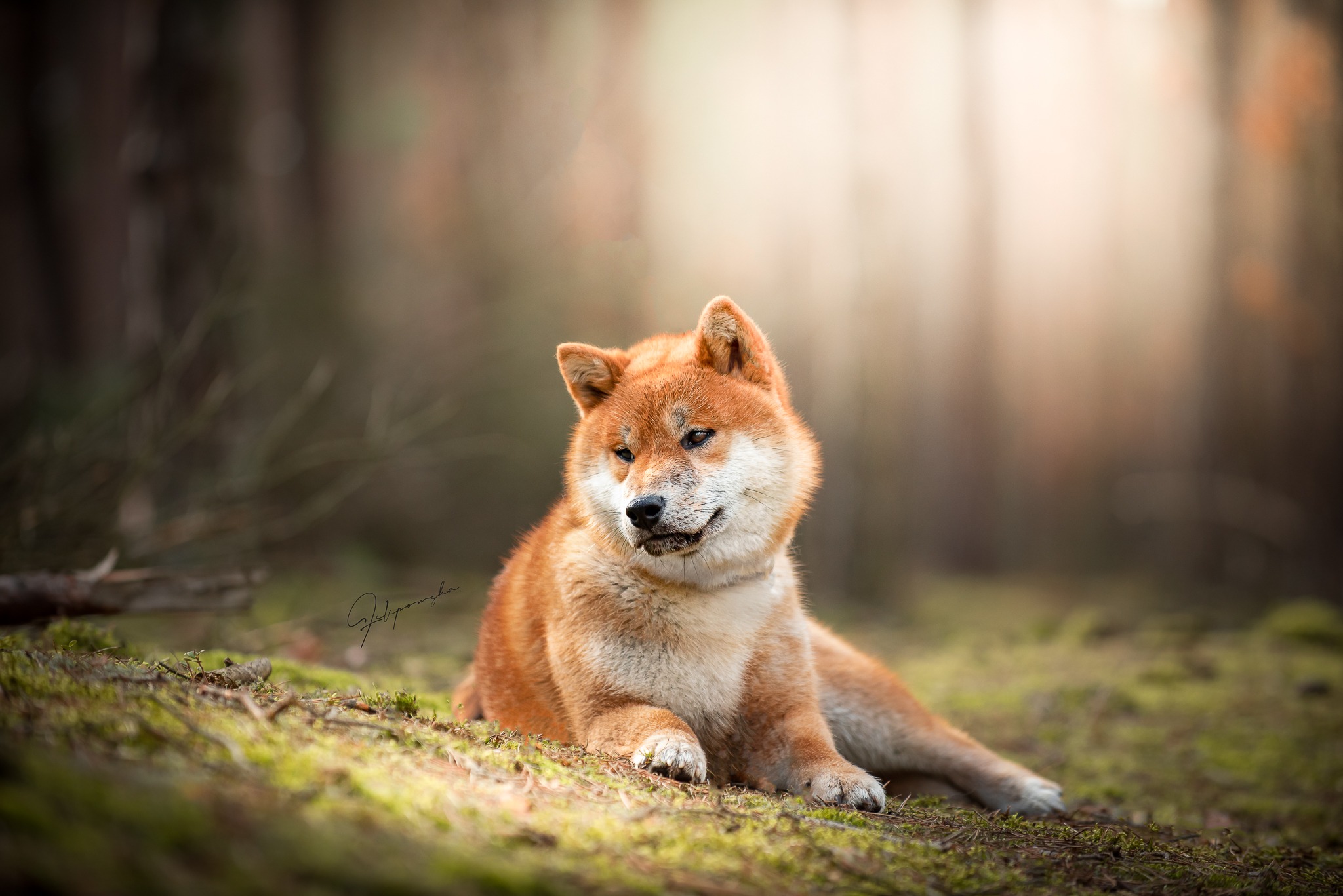 Hachiko