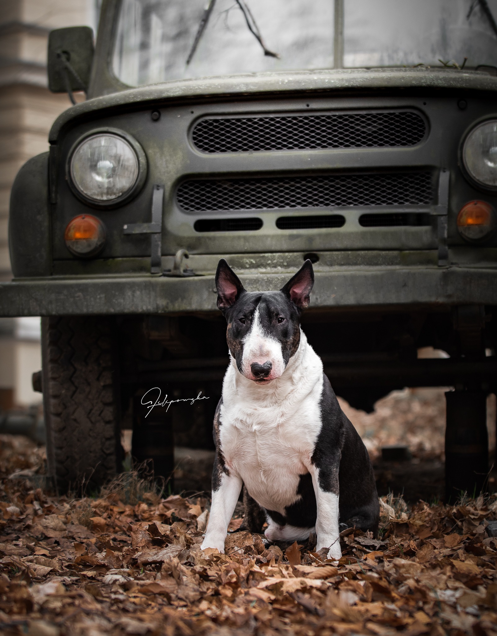 Junior