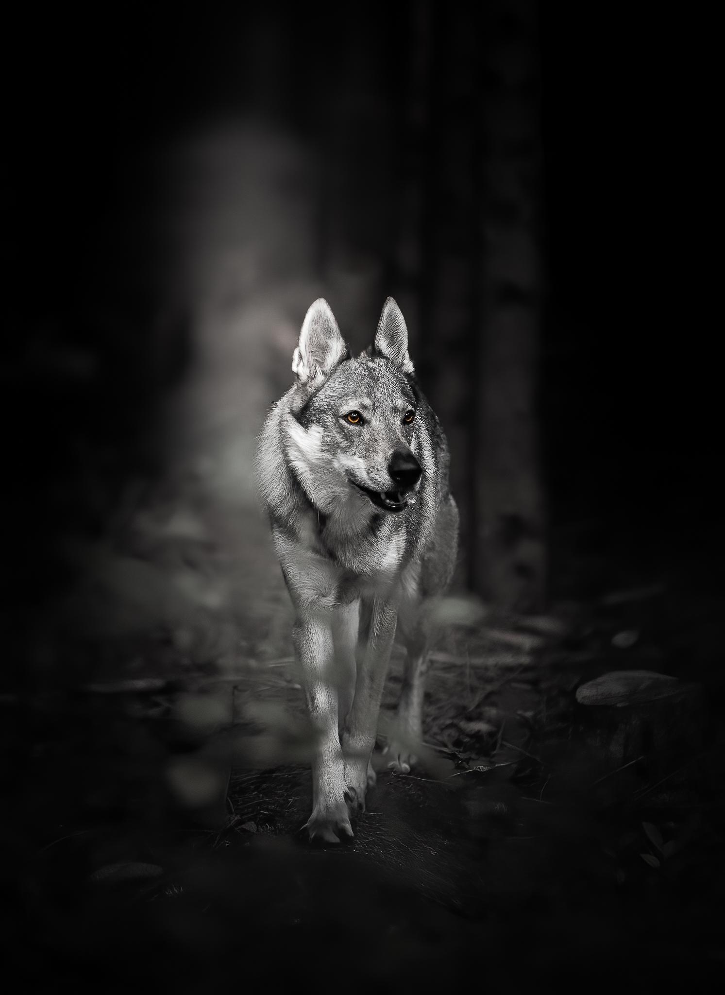 Wilki